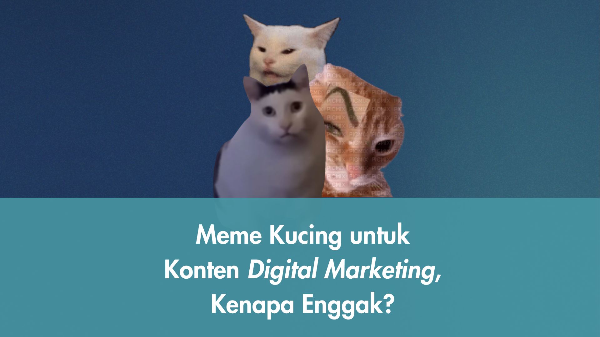 Meme Kucing untuk Konten Digital Marketing, Kenapa Enggak?