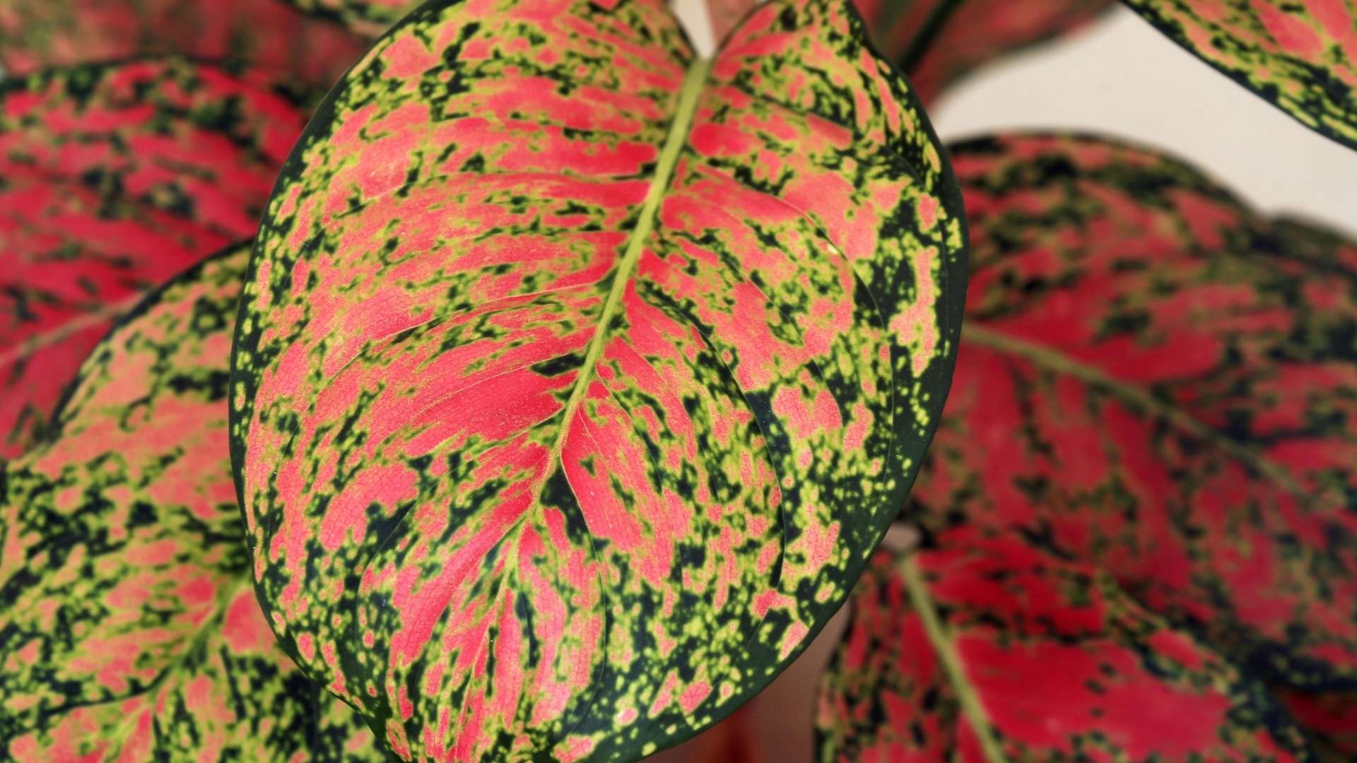 Ilustrasi Aglaonema
