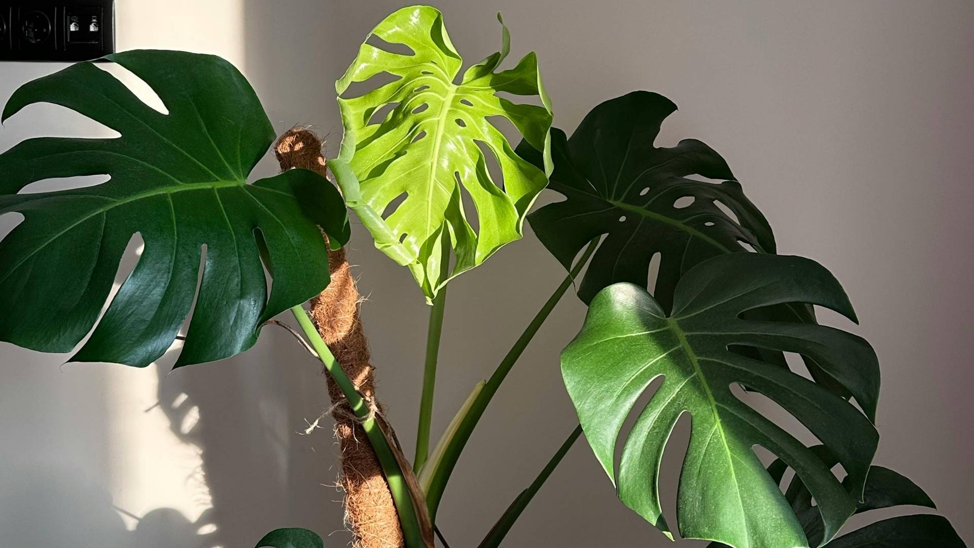 Ilustrasi Janda Bolong