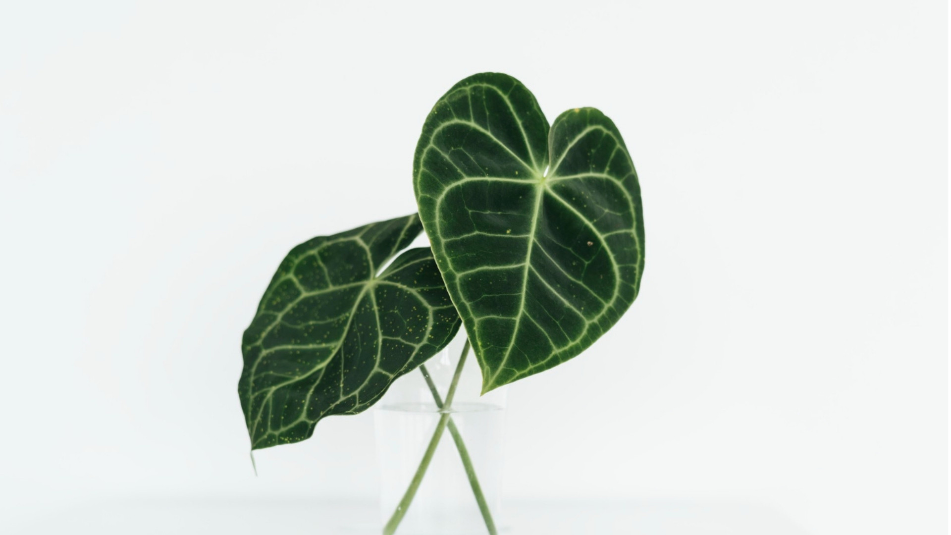 Ilustrasi Anthurium Crystallinum