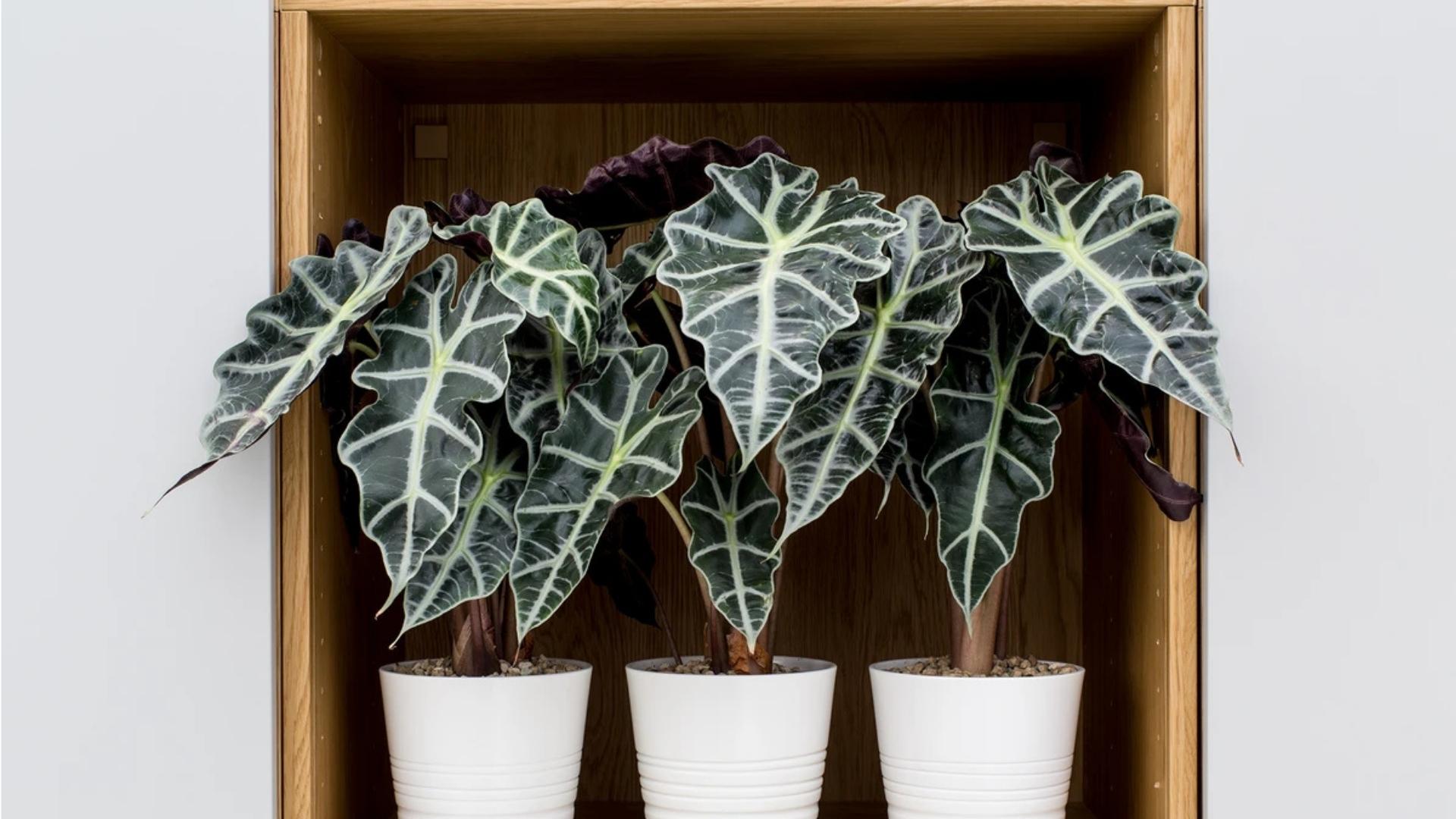 Ilustrasi Alocasia Amazonica