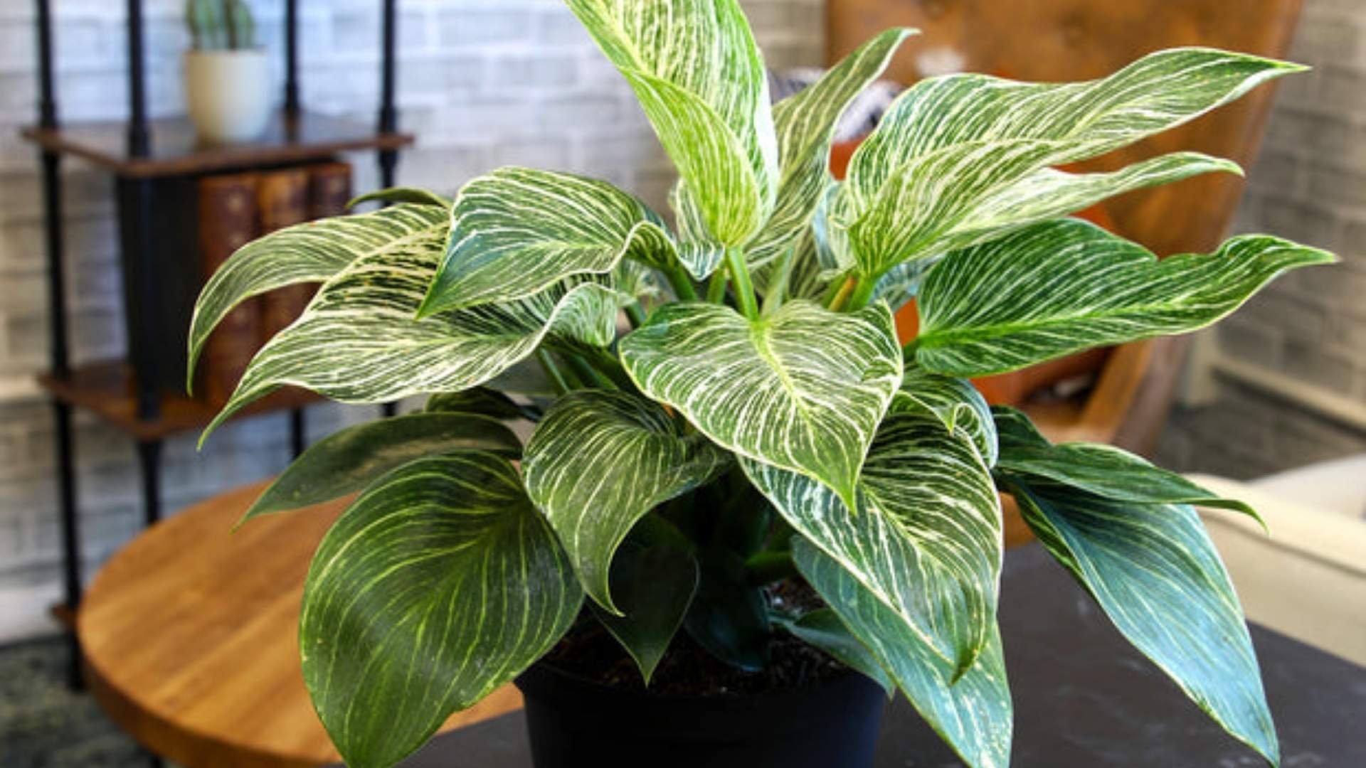 Ilustrasi Philodendron Birkin