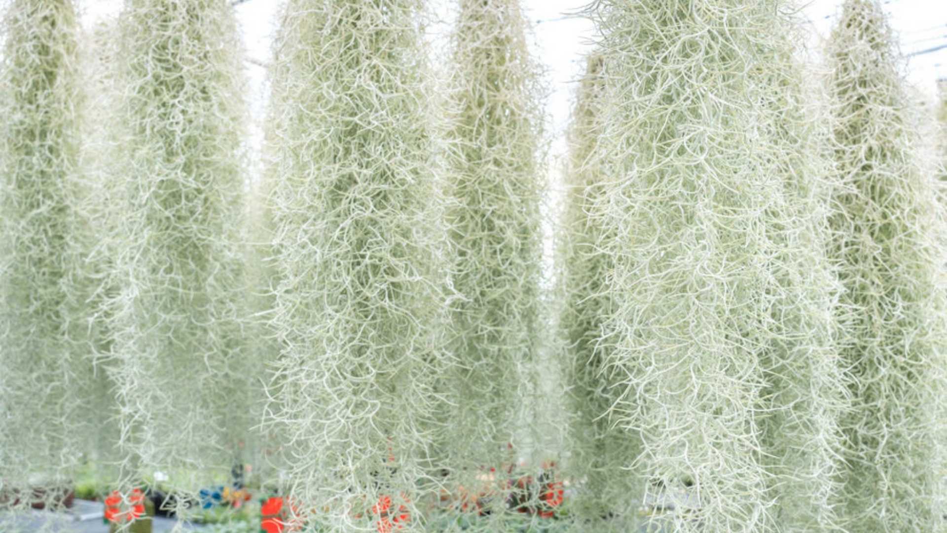 Ilustrasi Jenggot Musa